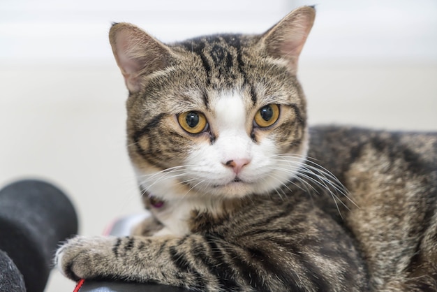 Foto grátis gato cinza bonito