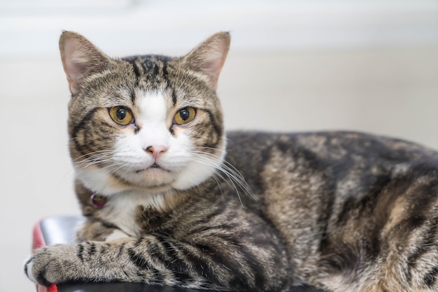 Foto grátis gato cinza bonito