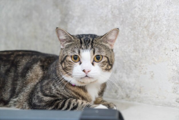 Gato cinza bonito