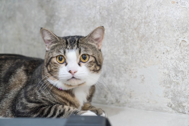 Foto grátis gato cinza bonito