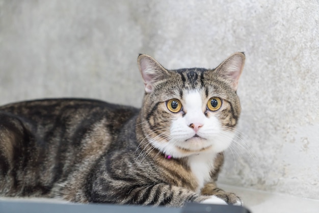 Foto grátis gato cinza bonito