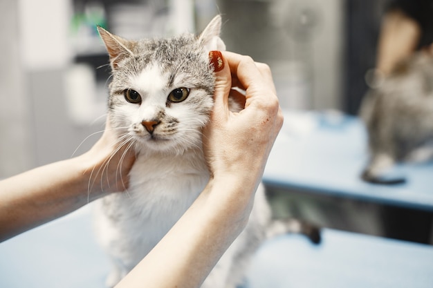 Gato cinza branco no sofá. Mulher acariciando um gato. Gato fofo.