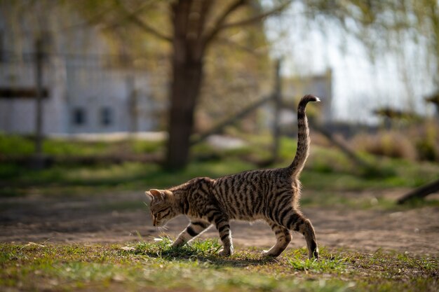 Gato cinza domesticado passeando no quintal em um lindo dia