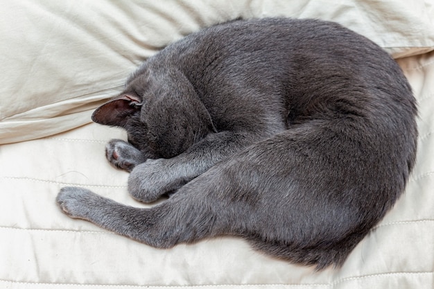 Gato cinza dormindo enrolado em travesseiros