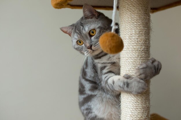 Gato cinza reto escocês bonito caçando e jogando