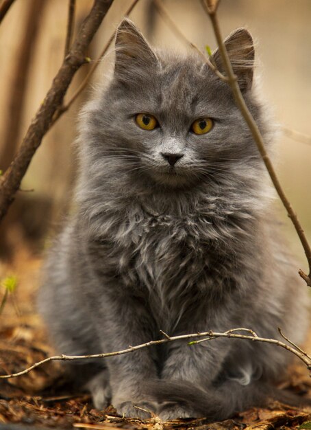 gato cinzento bonito brincando no quintal