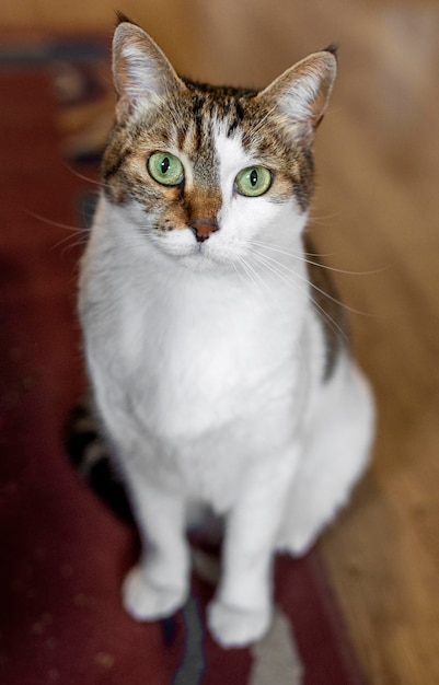 Gato com olhos verdes dentro de casa