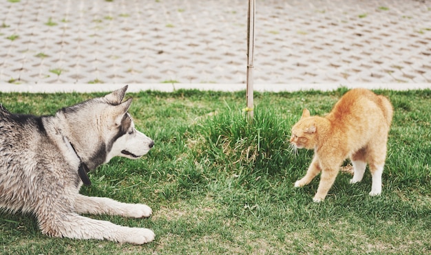 Foto grátis gato contra um cachorro, uma reunião inesperada ao ar livre