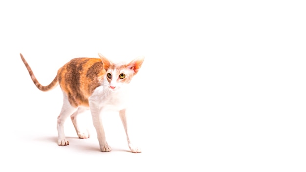 Foto grátis gato cornish rex em fundo branco