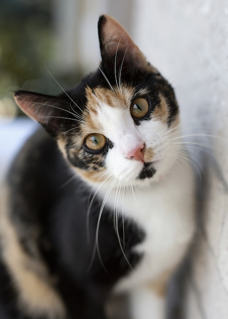 Gato curioso tricolor