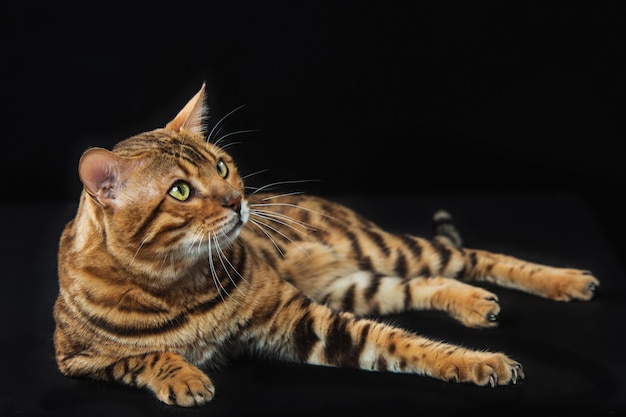 gato de Bengala dourado no preto