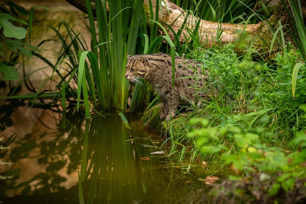 Gato de pesca bonito e indescritível no habitat natural perto da água espécies ameaçadas de gatos que vivem em cativeiro tipo de gatos pequenos prionailurus viverrinus