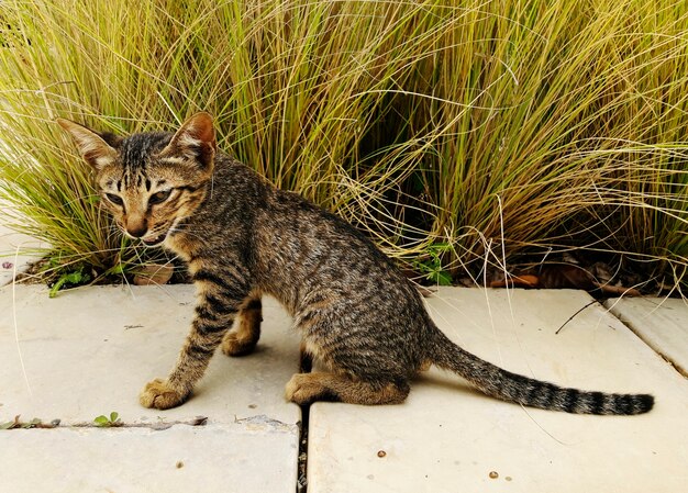 Gato de rua bonito