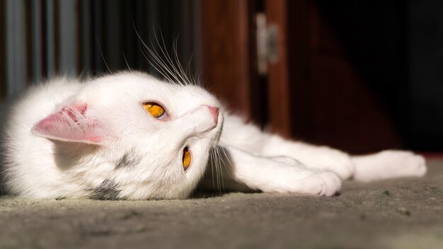 Gato doméstico branco olhando diretamente para a câmera com olhos esverdeados amarelos