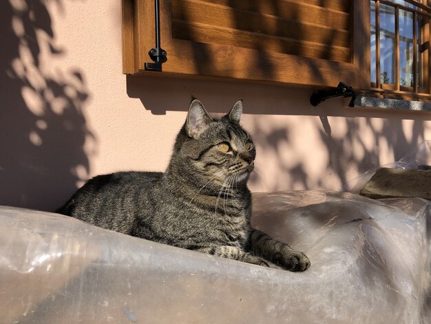 Gato doméstico cinza de pêlo curto sentado em uma rocha em Crema, Itália