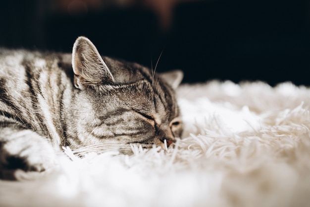 Gato doméstico com sono no sofá