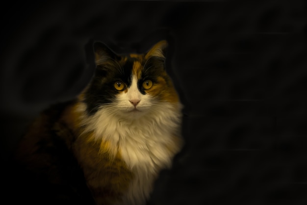 Gato doméstico de pêlo comprido sob as luzes contra um espaço escuro