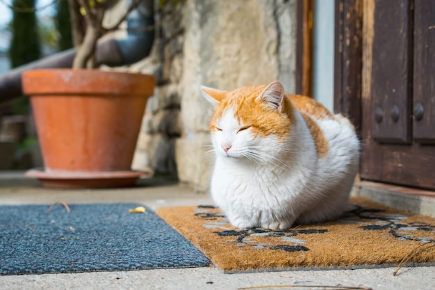 Gato doméstico fofo sentado em frente a uma porta durante o dia