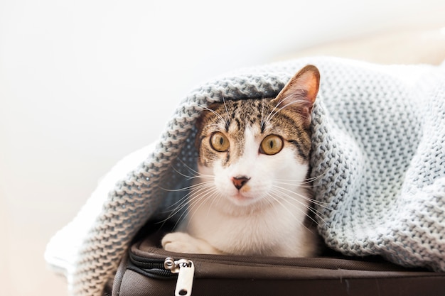 Gato engraçado sob o cobertor na mala