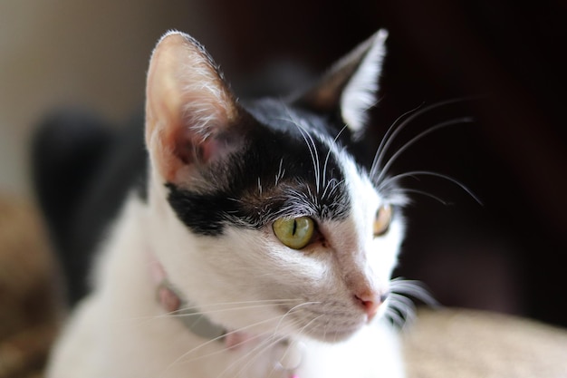 Gato fofo branco e preto com coleira