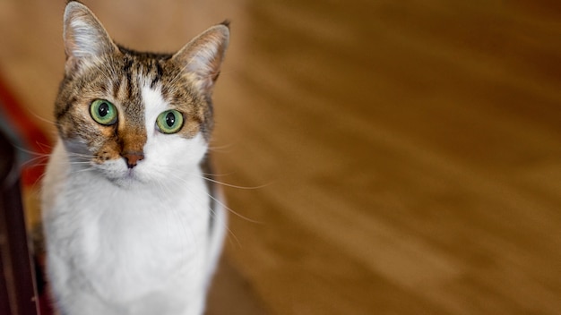 Gato fofo com olhos verdes dentro de casa