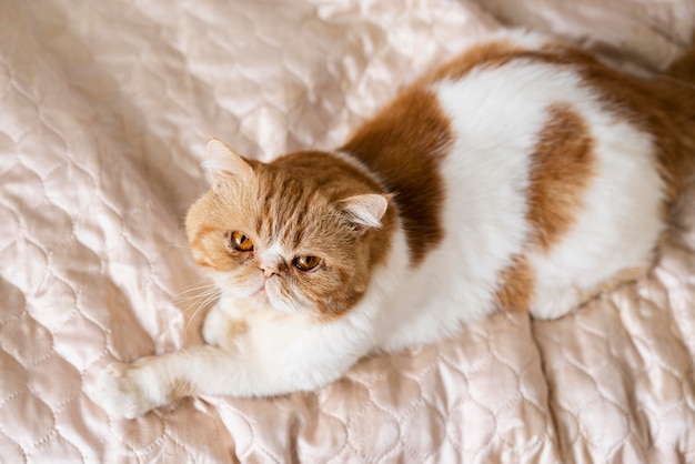 Gato fofo deitado na cama