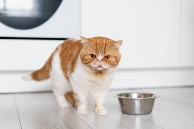 Gato fofo e tigela de comida