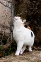 Foto grátis gato fofo explorando o ar livre