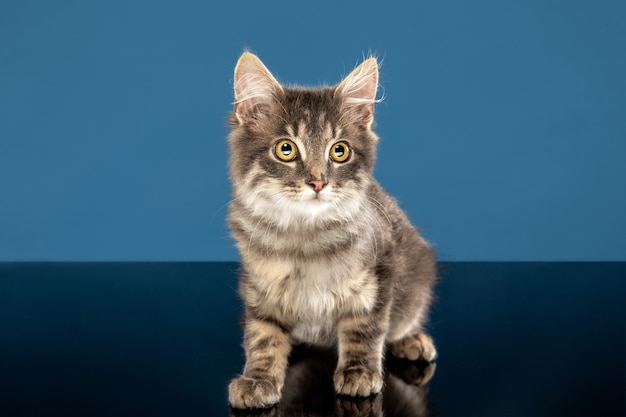 Foto grátis gato jovem sentado