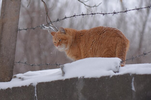 Gato laranja bonito em uma parede de neve atrás de arame farpado