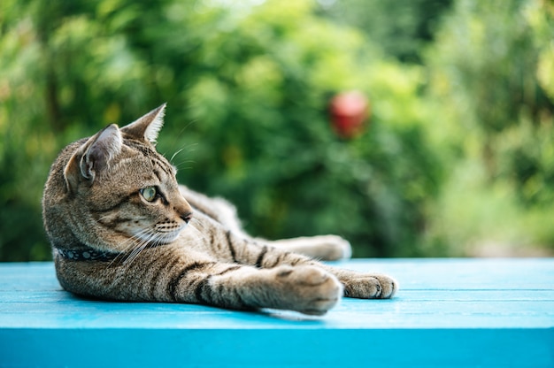 gato listrado dorme no chão de cimento azul e olhando para a esquerda