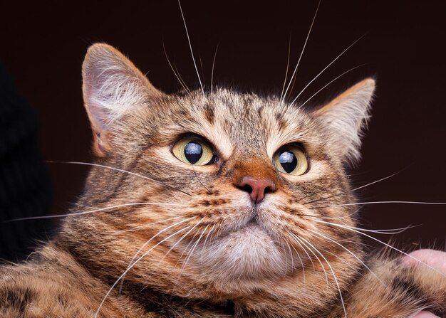 Gato mal-humorado em close-up foto. Foto do estúdio