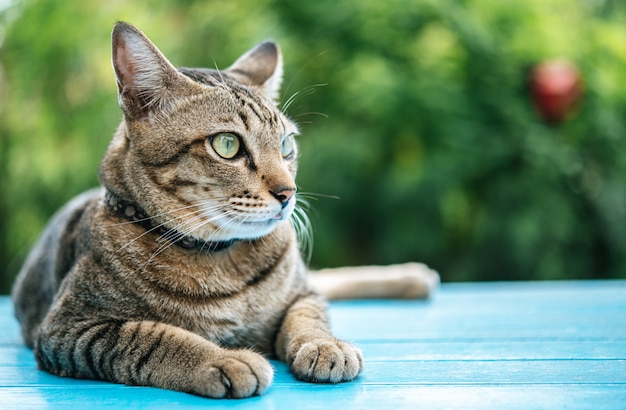 gato malhado no chão de cimento azul e olhando para a esquerda