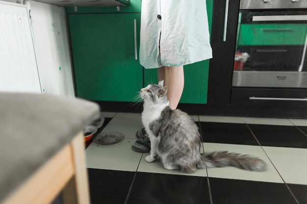 Foto grátis gato malhado sentado perto da mulher em pé na cozinha