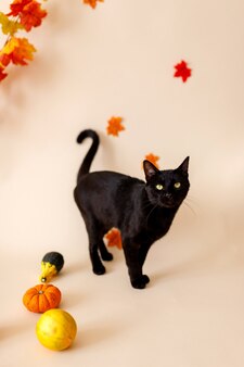 Gato muito preto com abóboras laranja em um fundo laranja