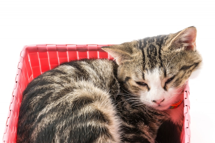 Foto grátis gato na cesta