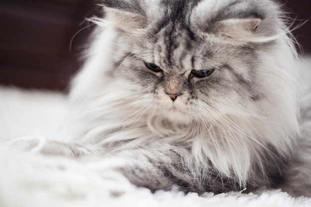 Foto grátis gato olhando para o chão