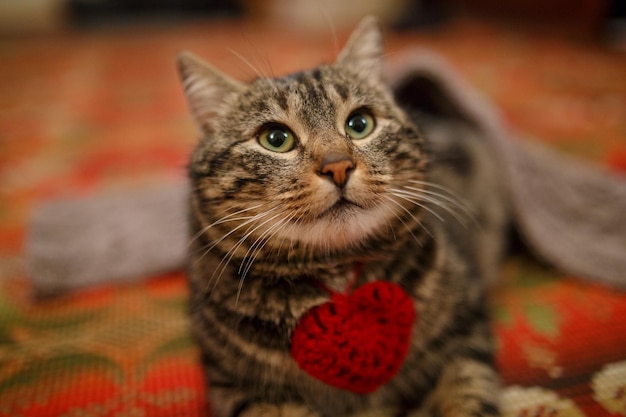 Foto grátis gato persa fofo