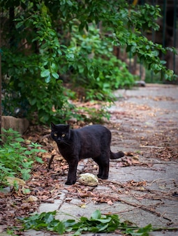 Gato preto com olhos amarelos na rua