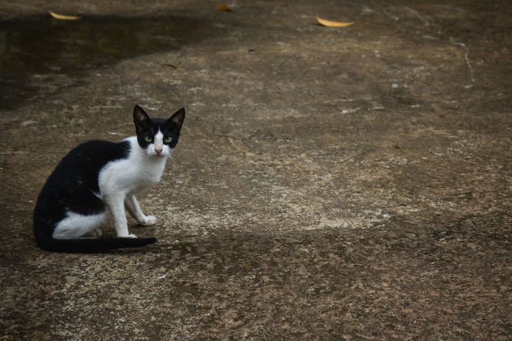 Foto grátis gato preto e branco sentado na estrada