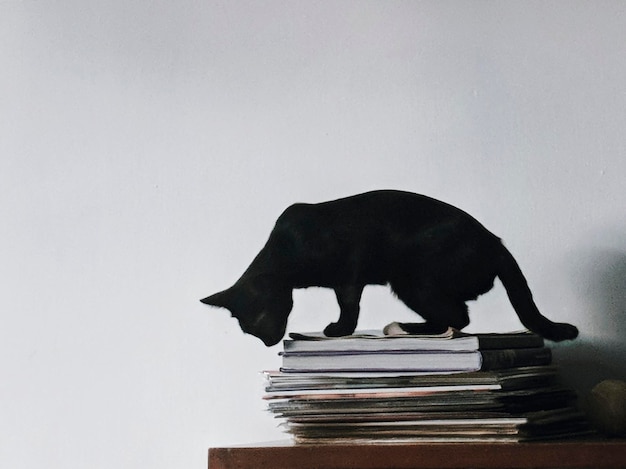 Gato preto em uma pilha de livros