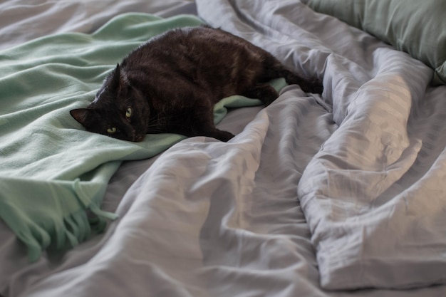 Gato preto na cama com xadrez verde