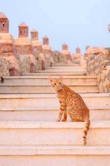 Gato ruivo não puro-sangue sentado em degraus de escada