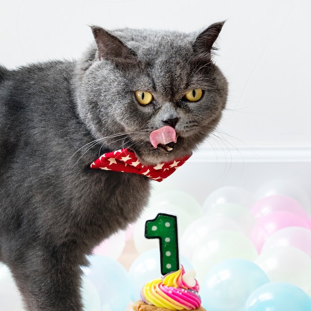 Gato Scottish Fold comemorando seu primeiro aniversário