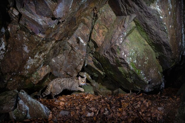 Gato selvagem europeu em belo habitat natural