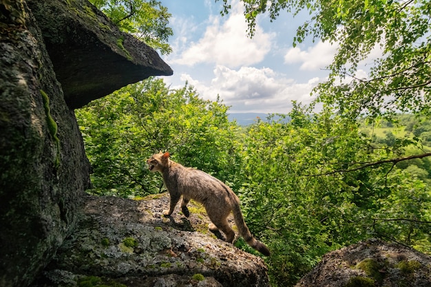 Gato selvagem europeu em belo habitat natural