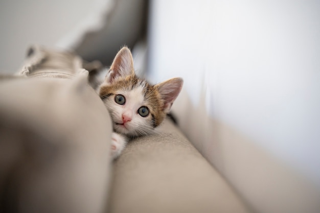 Gato sendo bagunceiro e travesso