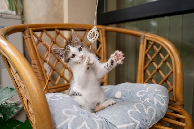 Gato sendo bagunceiro e travesso