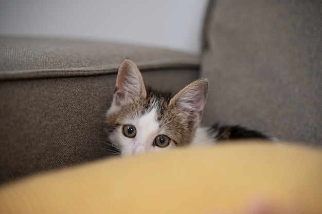 Foto grátis gato sendo bagunceiro e travesso