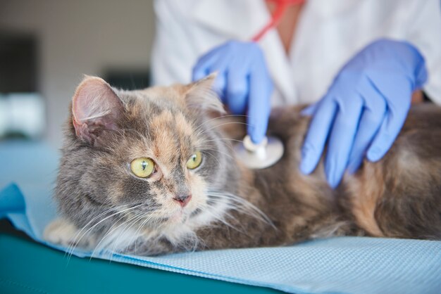 Gato sendo examinado no veterinário